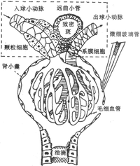 管型尿