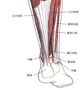 腓骨肌萎縮症