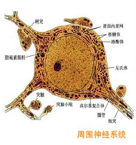 工業毒物中毒性周圍神經病