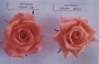 雲粉[薔薇科觀賞植物]