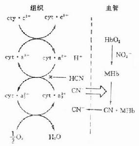 （圖）毒理作用核化學武器