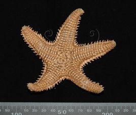 隆脊海星 隆脊海星