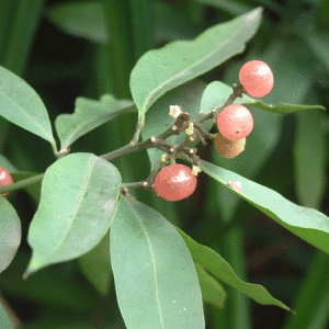 小花山小橘