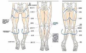 O、X型腿的糾正