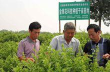 金銀花基地