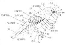 鳥類體羽的分區