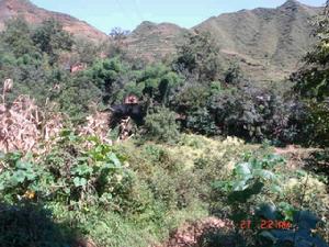 大壩自然村[雲南昭通彝良縣洛澤河鎮大寨政村大壩自然村]