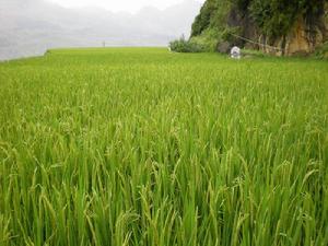 較子山村水稻種植業