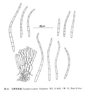 烏黑假尾孢