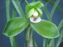 Cymbidium goeringii