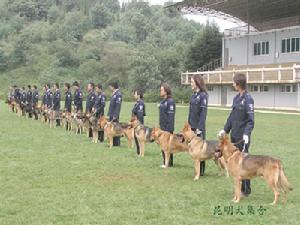 公安部昆明警犬基地——女訓犬員集合