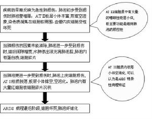 二型肺泡上皮細胞