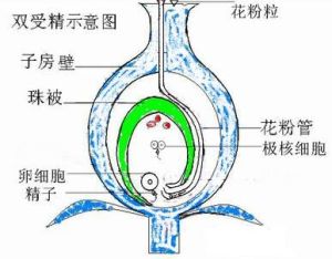 雙受精