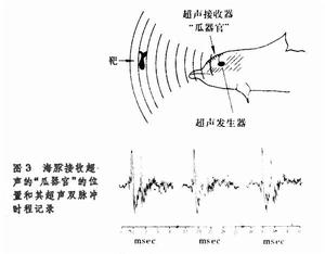 生物全息術