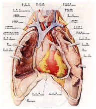 胸腔的圖