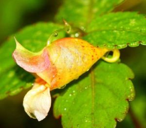 米林鳳仙花