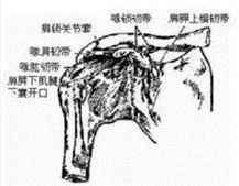 小圓肌