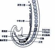 膀胱不發育與發育不全