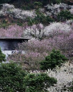 梁化御景峰梅園