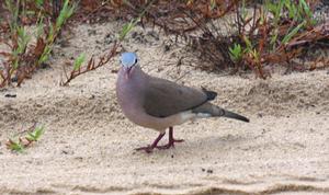 藍斑森鳩