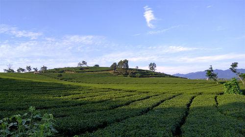 上林縣萬古茶場