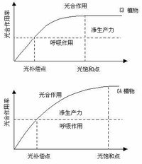 光飽和點