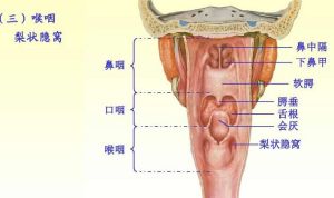 喉咽