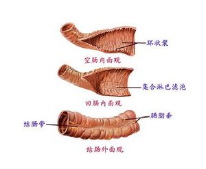 小腸是食物消化、吸收的主要部位。