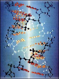 分子生物