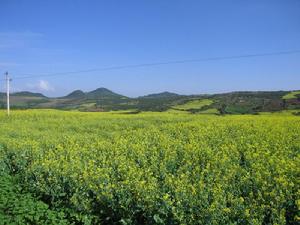 油菜