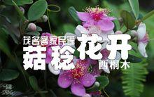 菇稔花開