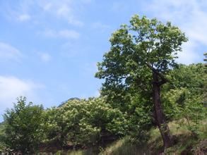 椎栗樹村 椎栗樹村