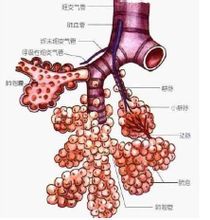 支氣管樹