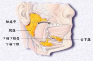 腮岩