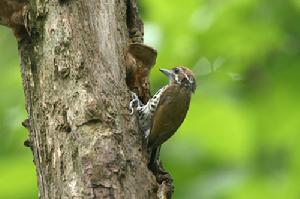 （圖）斑姬啄木鳥