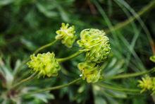 銀蓮花[毛茛科銀蓮花屬植物]