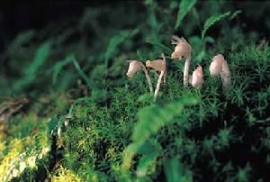 Monotropa uniflora