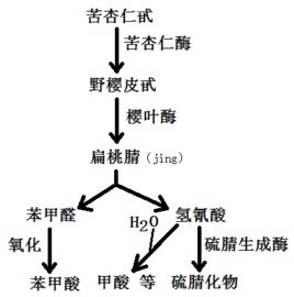 維生素B17