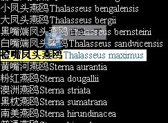 橙嘴鳳頭燕鷗Thalasseus maximus