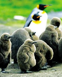島上的企鵝群體