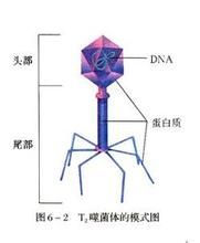 細菌噬菌體