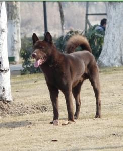 棕熊犬照片