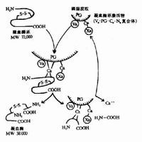 嬰兒肝炎