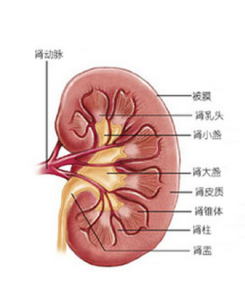 先天性腎上腺增生症