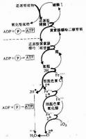 畸形性吞咽困難