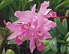 Cattleya skinneri0.jpg