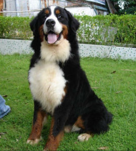 Bernese Mountain Dog