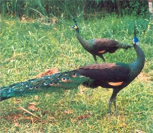 Green peafowl