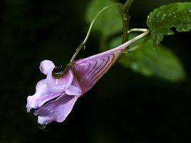 龍蝦花