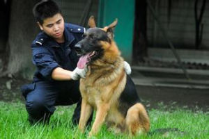 警犬[動物]